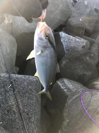 今日は、シオの日