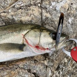 シーバス青物調査