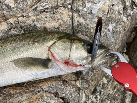 シーバス青物調査