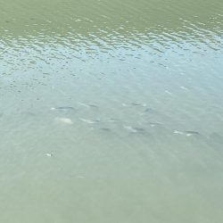 シーバス、チヌ