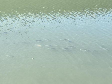 シーバス、チヌ