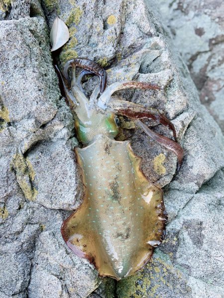 今期初釣行エギング