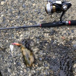 アオリイカ高活性