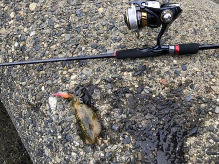 アオリイカ高活性