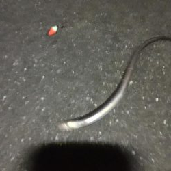 サビキ釣りからのアナゴ祭り