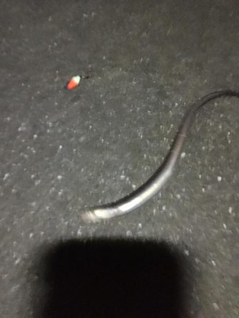 サビキ釣りからのアナゴ祭り