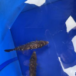 肝パンは何処？