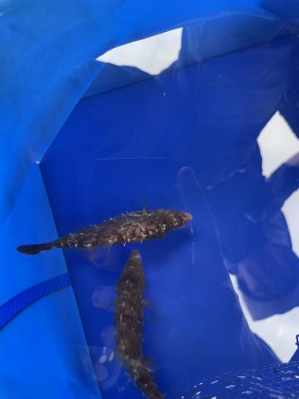 肝パンは何処？