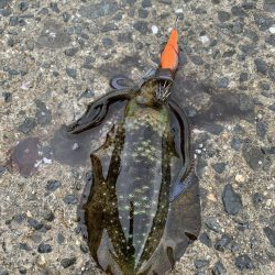 秋イカスタート