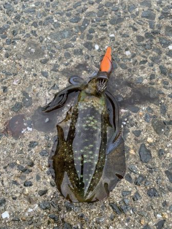 秋イカスタート