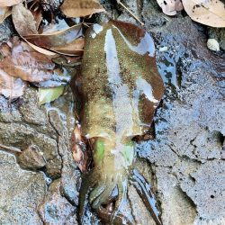 爆風&ウネリ釣行