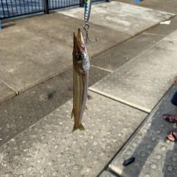 メジロ、ハマチ