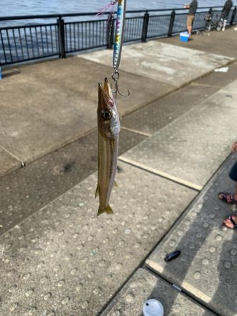 メジロ、ハマチ