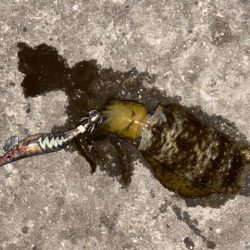 今季初エギング