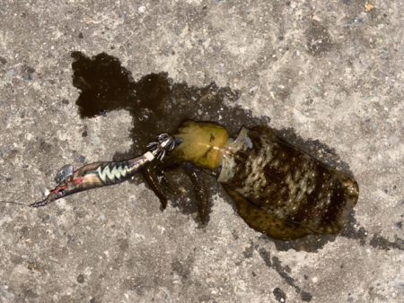 今季初エギング