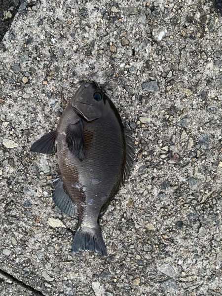 ポーアイ太刀魚いません