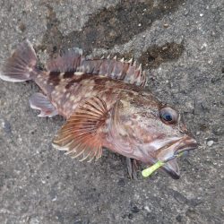 よく釣れました!