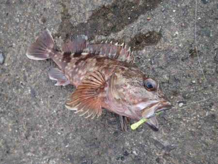 よく釣れました!