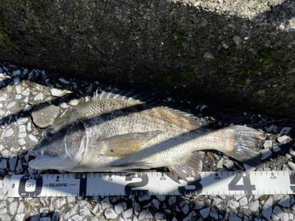 イチノ兄弟、釣果!