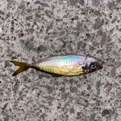 深夜のライトゲーム