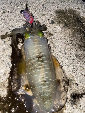 淡路でエギング