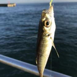 うりぼうだらけ