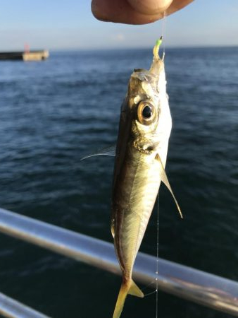 うりぼうだらけ