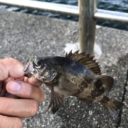 サビキ御三家行方不明