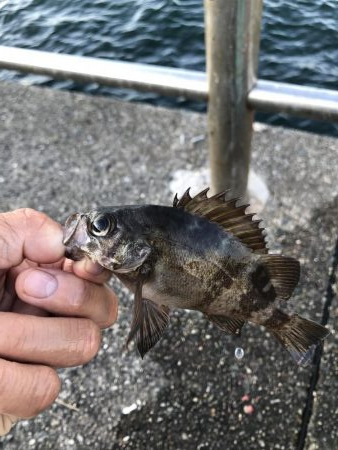 サビキ御三家行方不明