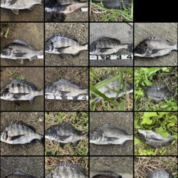 イチノ兄弟、釣果！