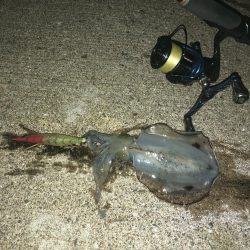 新子調査のはずが…