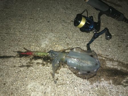 新子調査のはずが…