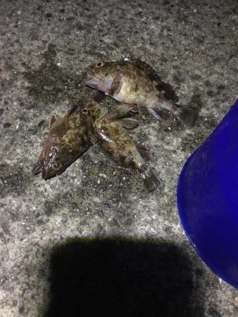 第二回アナゴ祭りのはずが…