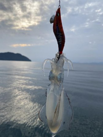 ソリッドティップ感度良好