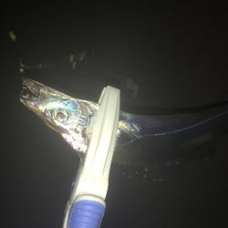 たかたか釣り日記