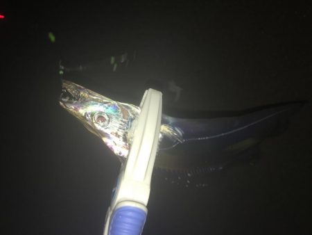 たかたか釣り日記