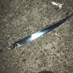 ガッシー狙ってたらタッチー!