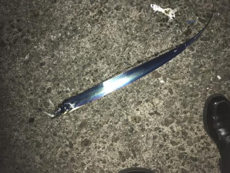 ガッシー狙ってたらタッチー!