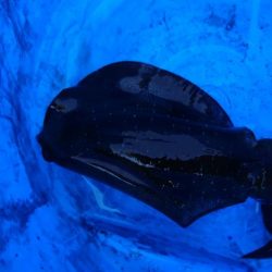 ボートエギング