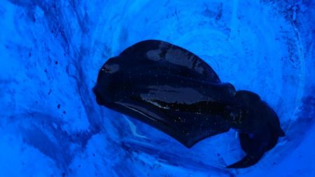 ボートエギング