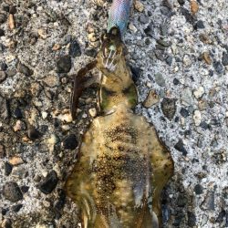 アオリイカエギング②