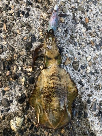 アオリイカエギング②