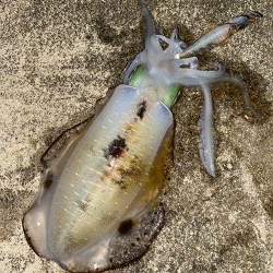 アオリイカ　自身、今季最大サイズ