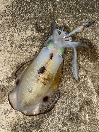アオリイカ　自身、今季最大サイズ
