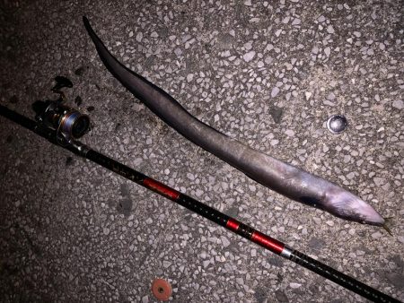 色々釣れました