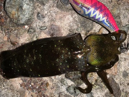 すみっこぐらし