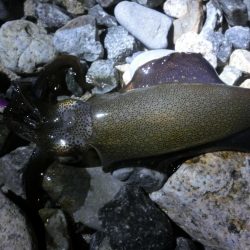 アオリイカ新子も育ってきました