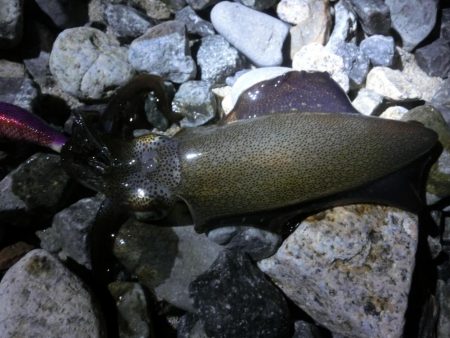 アオリイカ新子も育ってきました