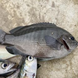 鳴尾浜海釣り公園にて
