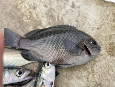 鳴尾浜海釣り公園にて
